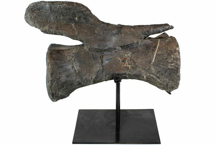 Dinosaur (Diplodocus) Caudal Vertebra - Metal Stand #77921
